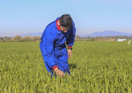 Antonio Hidalgo, agricultor de Villanueva de la Serena, comprueba su parcela de trigo el año pasado.