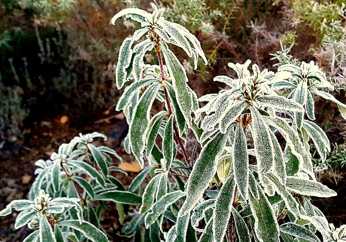 Helada esta pasada noche en Helechosa de los Montes, en La Siberia extremeña.