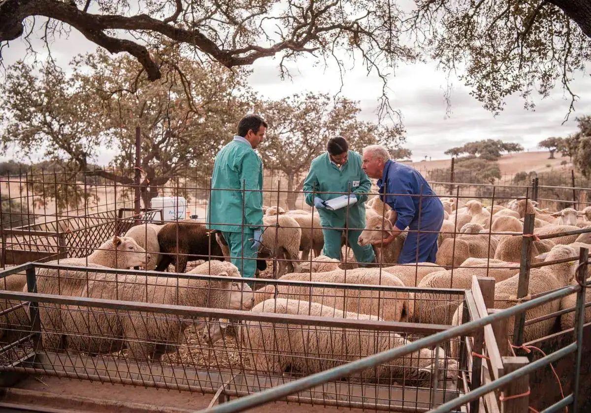 UPA-UCE espera que las explotaciones recuperen «cierta normalidad» a partir del día 15
