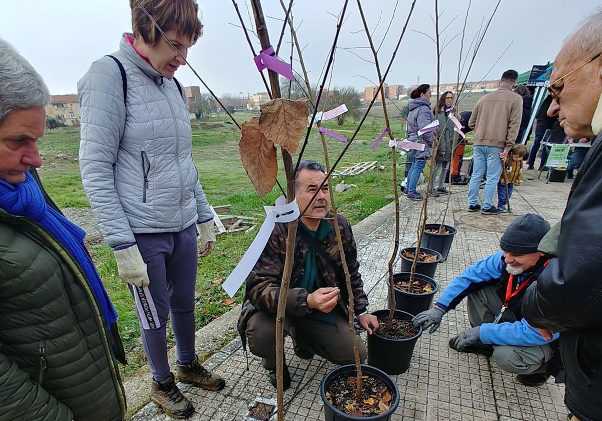 Plantación de olmos en Cáceres el Viejo.