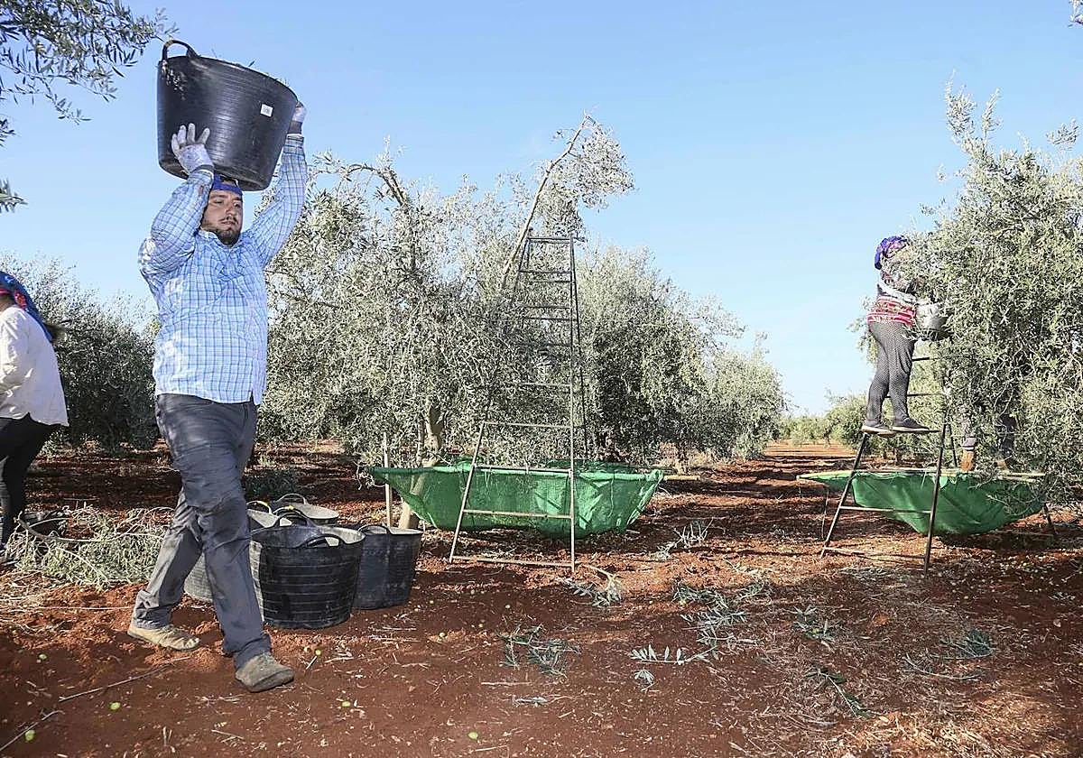 Recogida de aceituna en Tierra de Barros.