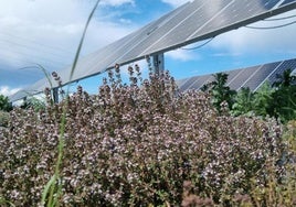 En Valdecaballeros se cultivan plantas aromáticas como el tomillo; en otras, como Logrosán, romero.