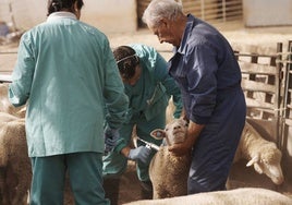 Dos veterinarios ponen una de las primeras vacunas contra la lengua azul, serotipo 3, en Valencia del Mombuey el 4 de octubre pasado.