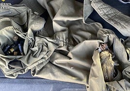 Sorprendido cuando cazaba sin licencia de armas ni autorización en un coto de Cilleros