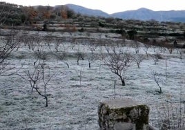 Hierba helada durante la mañana en Hervás.