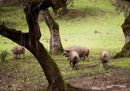 Crece la renta agraria