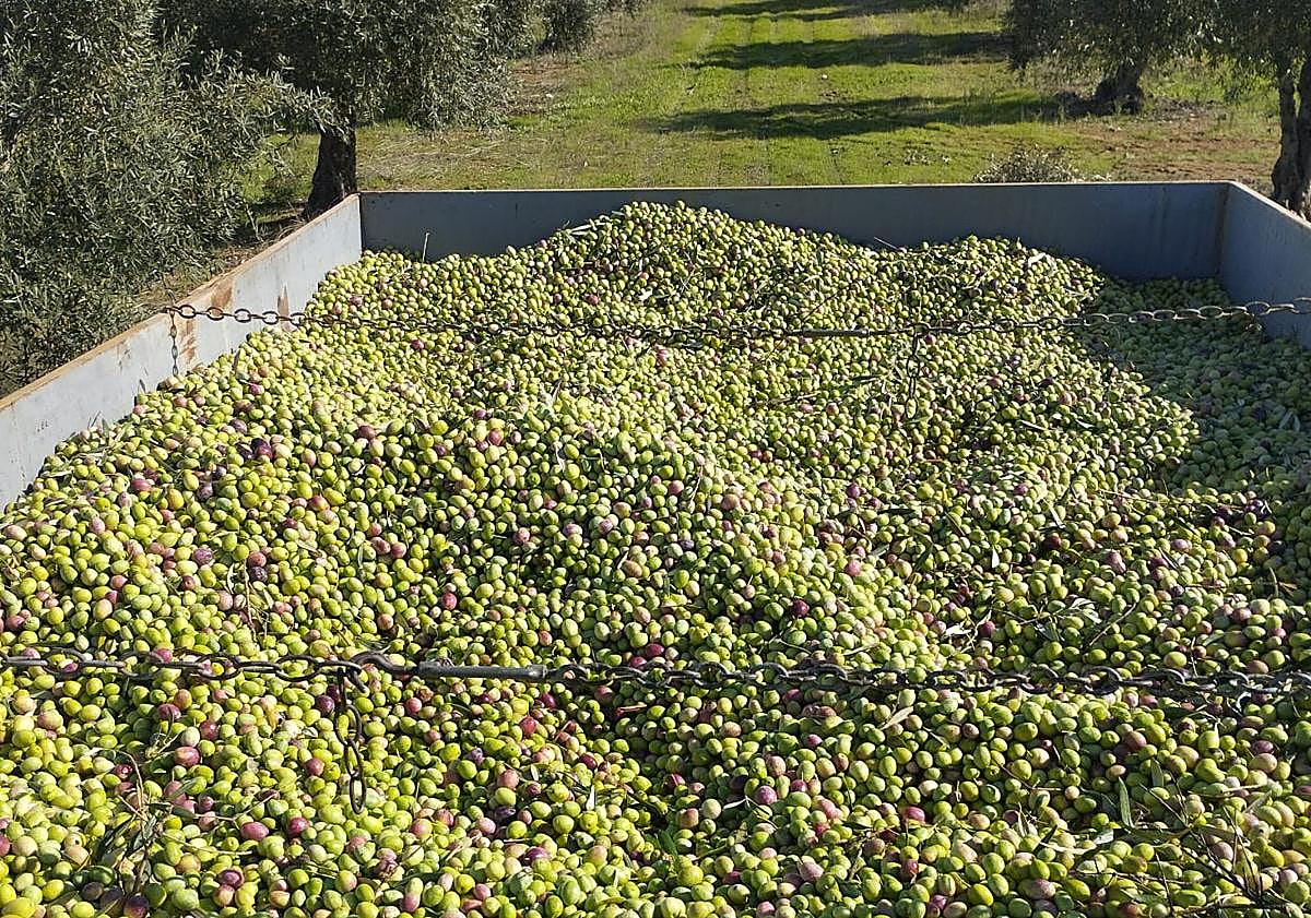 Imagen principal - La campaña de aceite se adelanta
