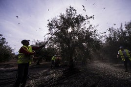 Aceituneros en plena recogida