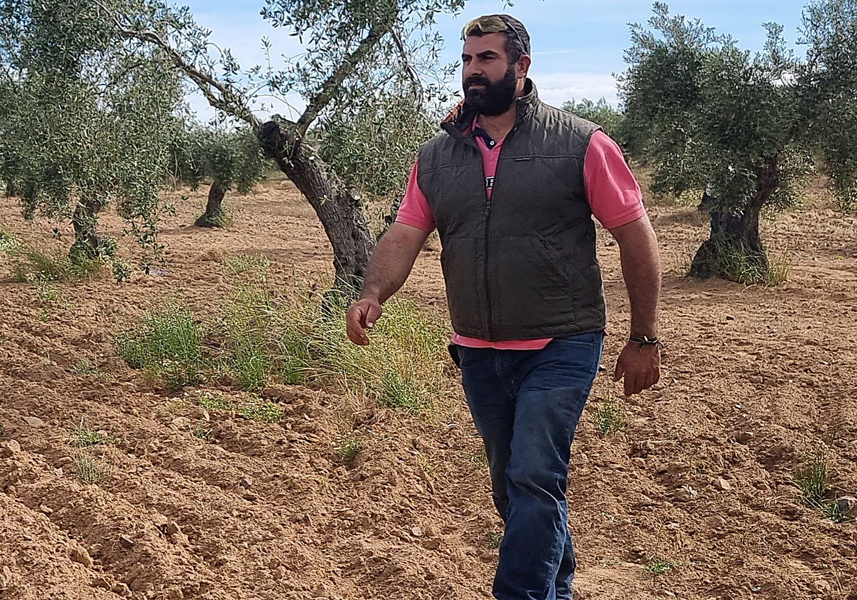Jesús Carracedo, en su olivar de Trujillanos. Es uno de los últimos en incorporarse a la actividad agraria.