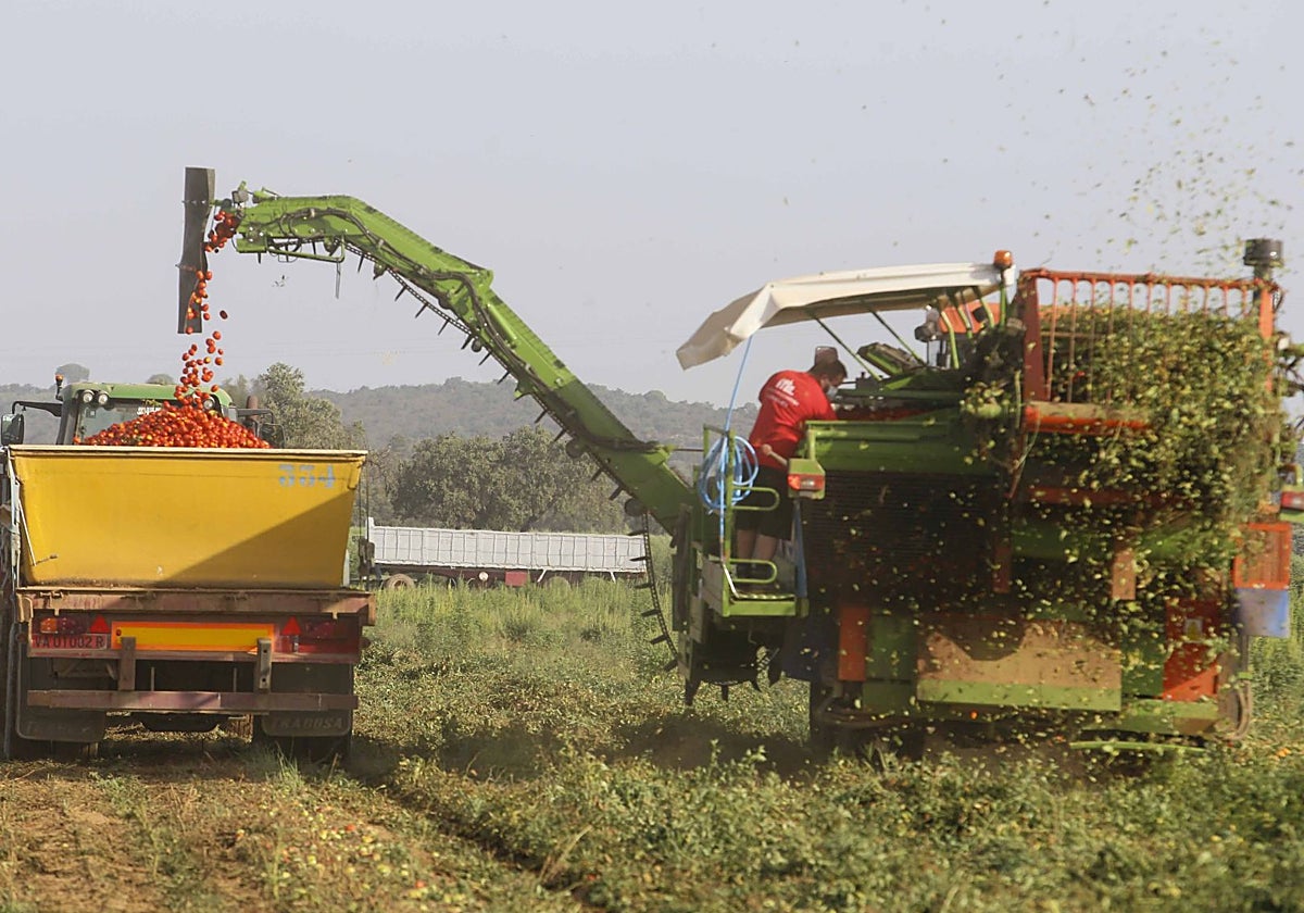 Cosechadora de tomate en la campaña del pasado verano en una parcela próxima a Santa Amalia.