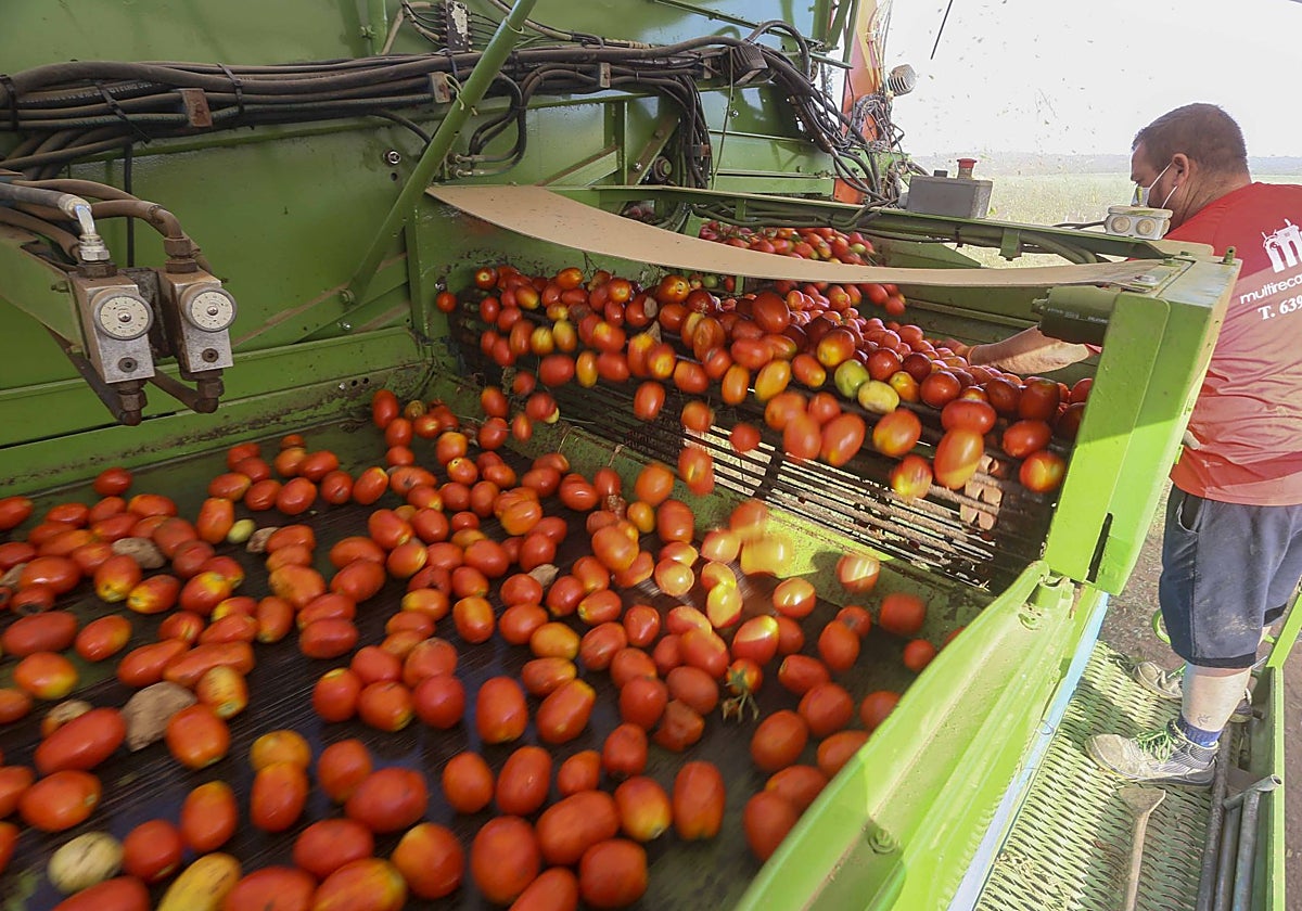 Recolección de tomate en las Vegas Altas del Guadiana.