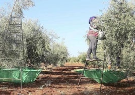 Recogida de aceituna en Tierra de Barros.