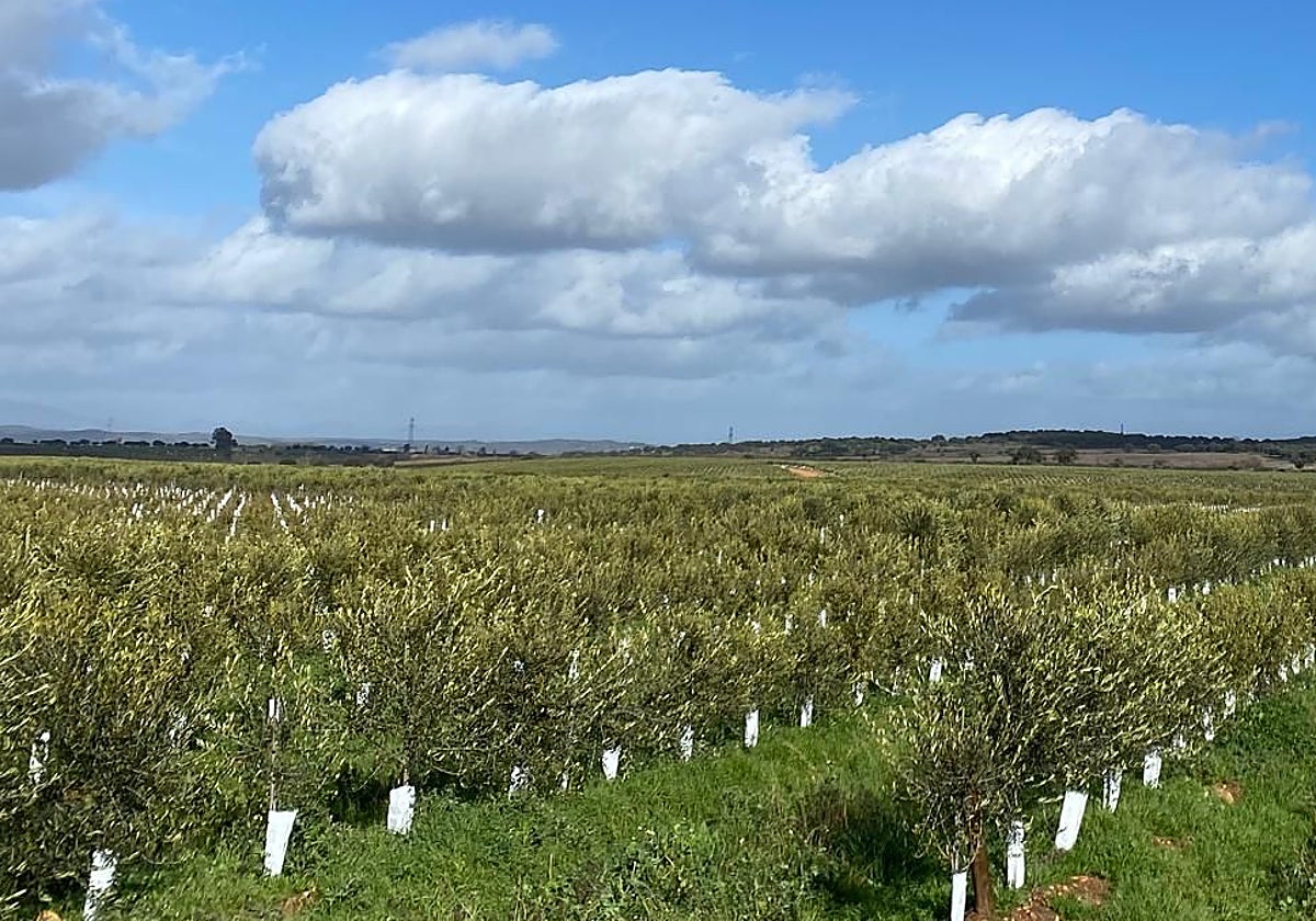 Parcela de olivar superintensivo. En las Vegas Altas del Guadiana ese tipo de olivar está creciendo a un ritmo elevado.
