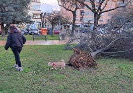 Árbol derribado por el fuerte viento este marte por la mañana en la barriada de San Fernando de Badajoz.