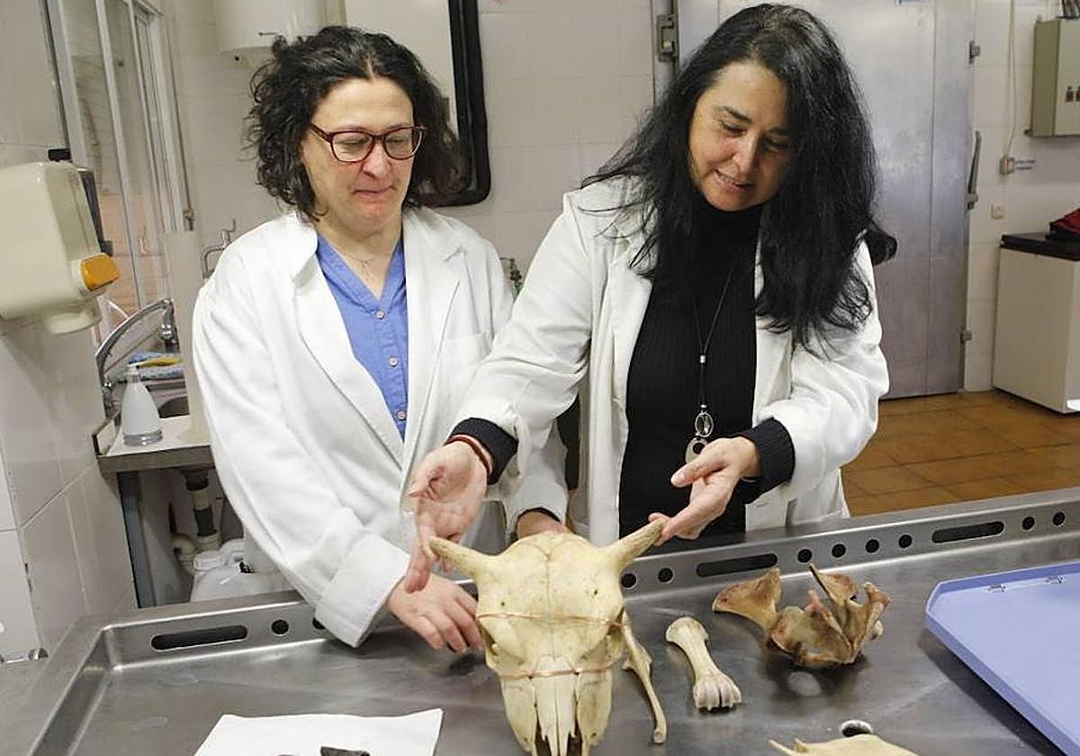 Las investigadoras Ana Mayoral y María Martín, en la facultad de Veterinaria de la UEx.