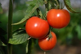 Mata de tomates