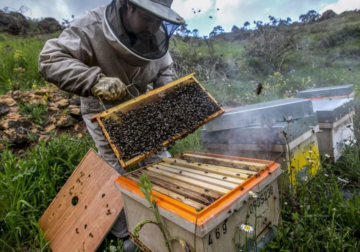 Un apicultor extrae la miel de una colmena en uno de los montes donde pasa la floración la colonia.