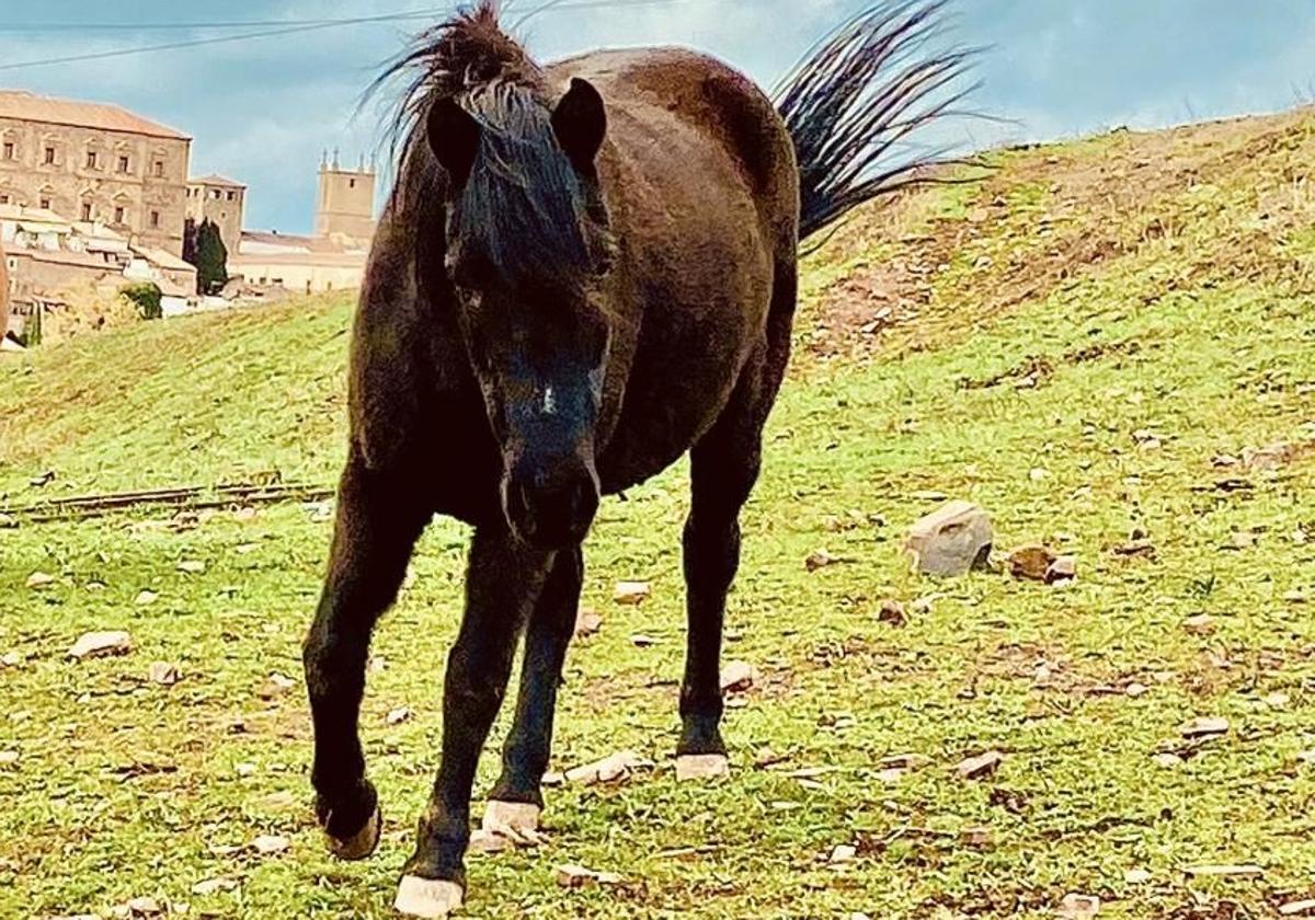 Foto de archivo de un caballo.