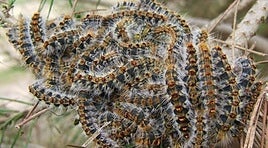 Procesionarias en un pinar.