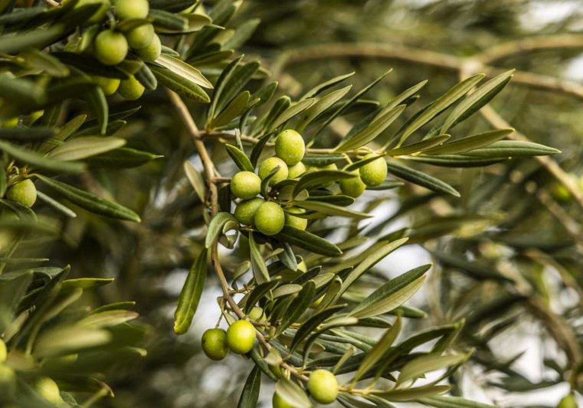 Aceitunas en un olivo.