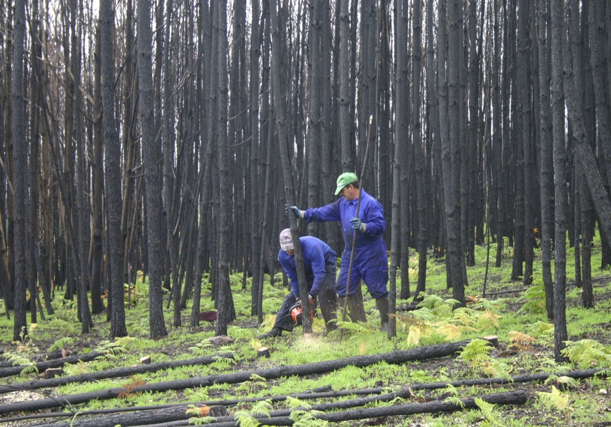 Tala de pinos en un monte extremeño tras un incendio forestal.