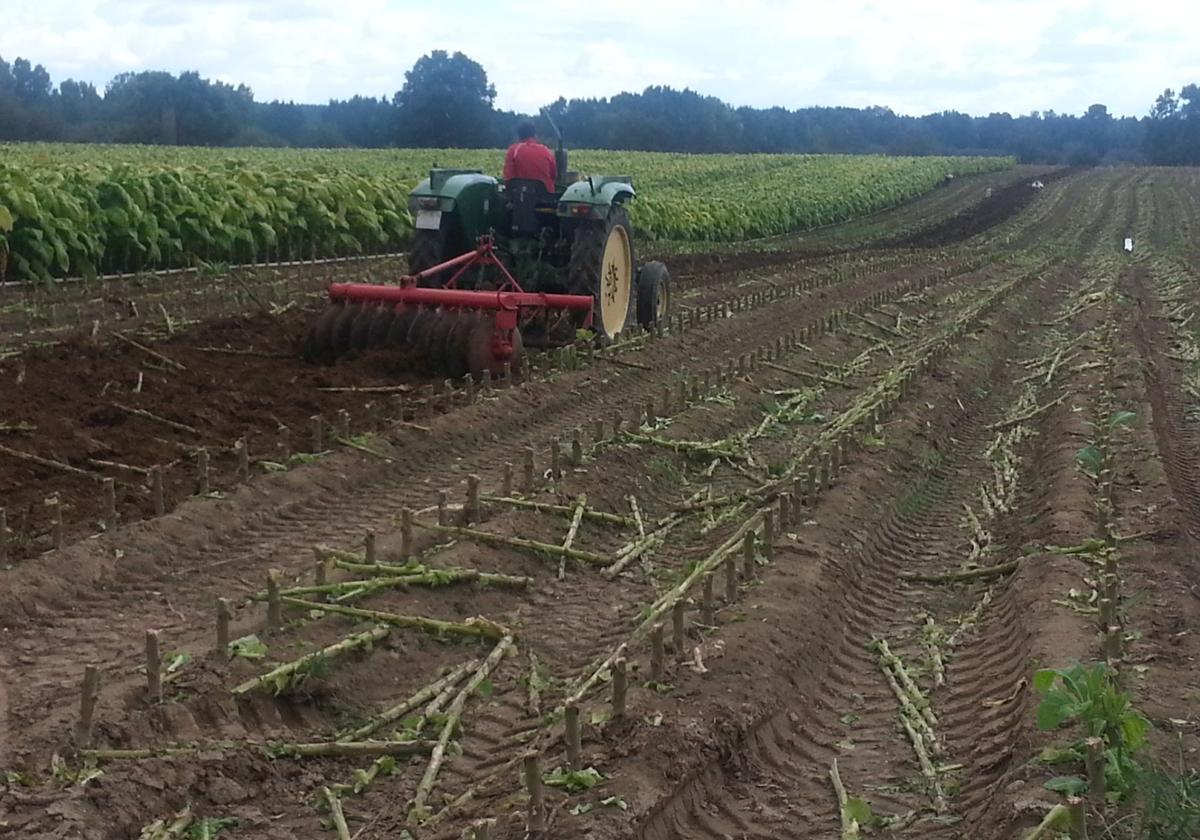 UGT pide que se estudien medidas legales para que el tabaco extremeño se transforme en la región