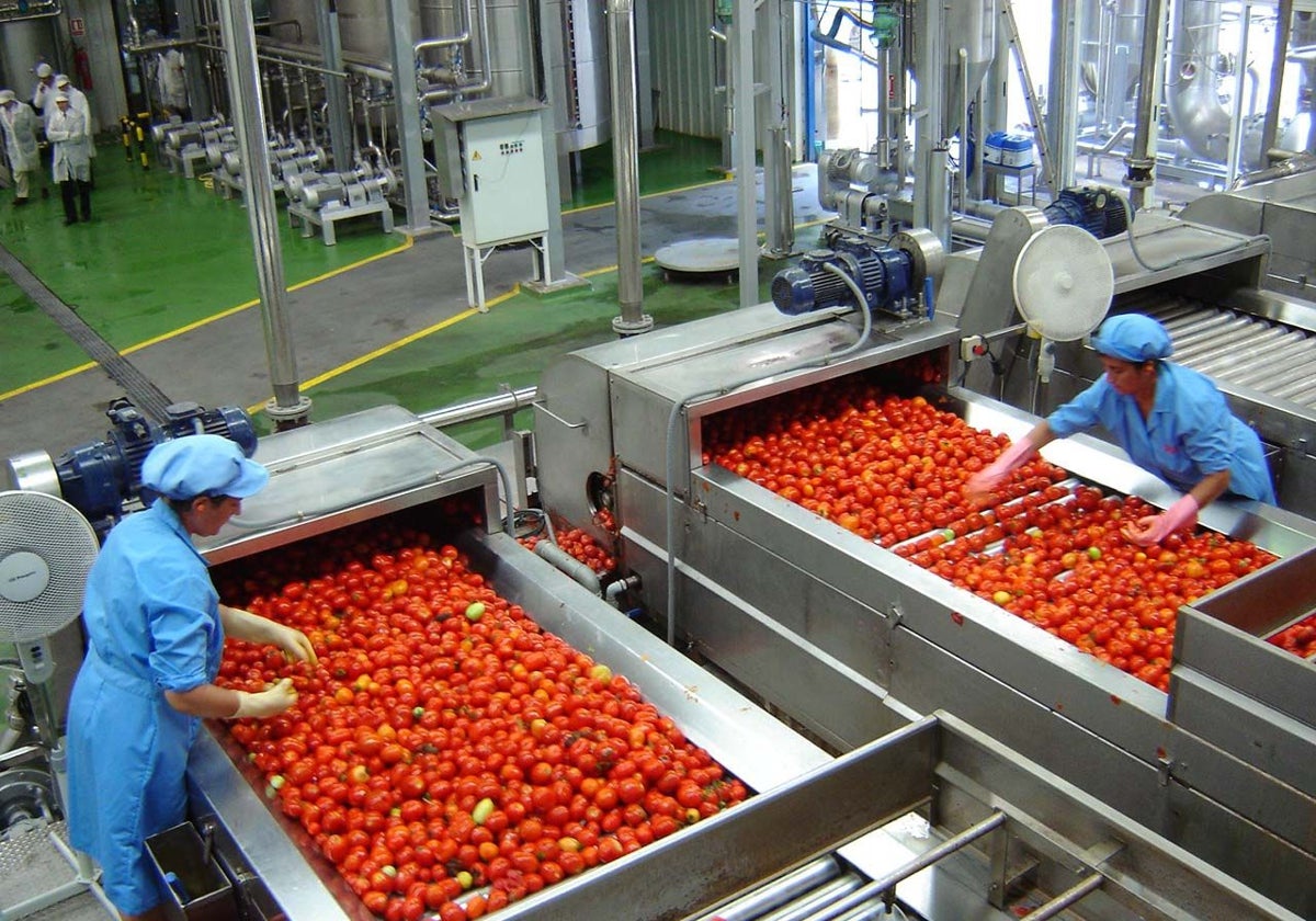 El tomate procesado es el producto líder en las exportaciones extremeñas.