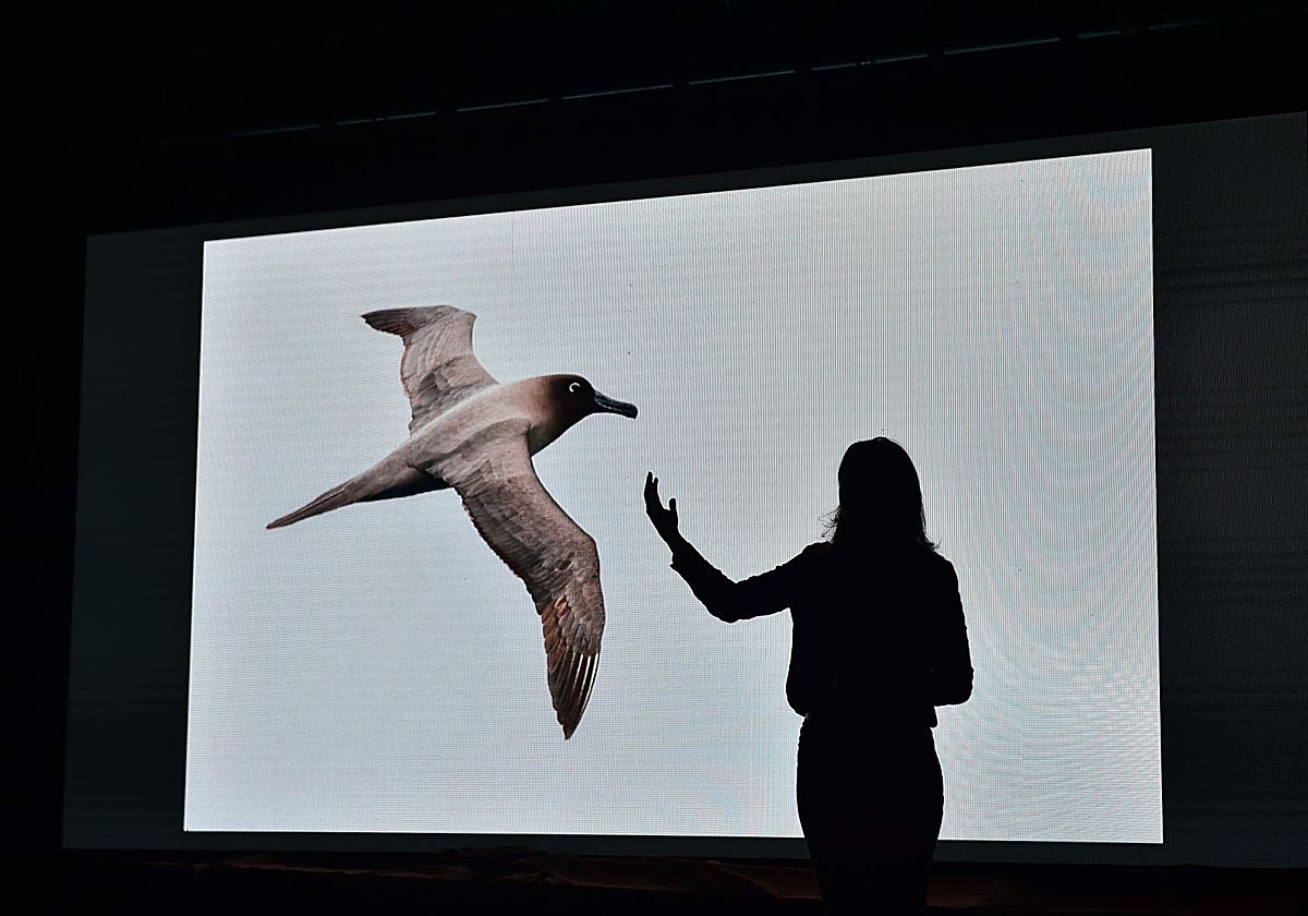 Enganchando barbicelos