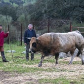 Maximiliano Blanco y Luis Manuel Martínez, ganaderos asturianos que hacen la trashumancia bovina, en Burguillos del Cerro.