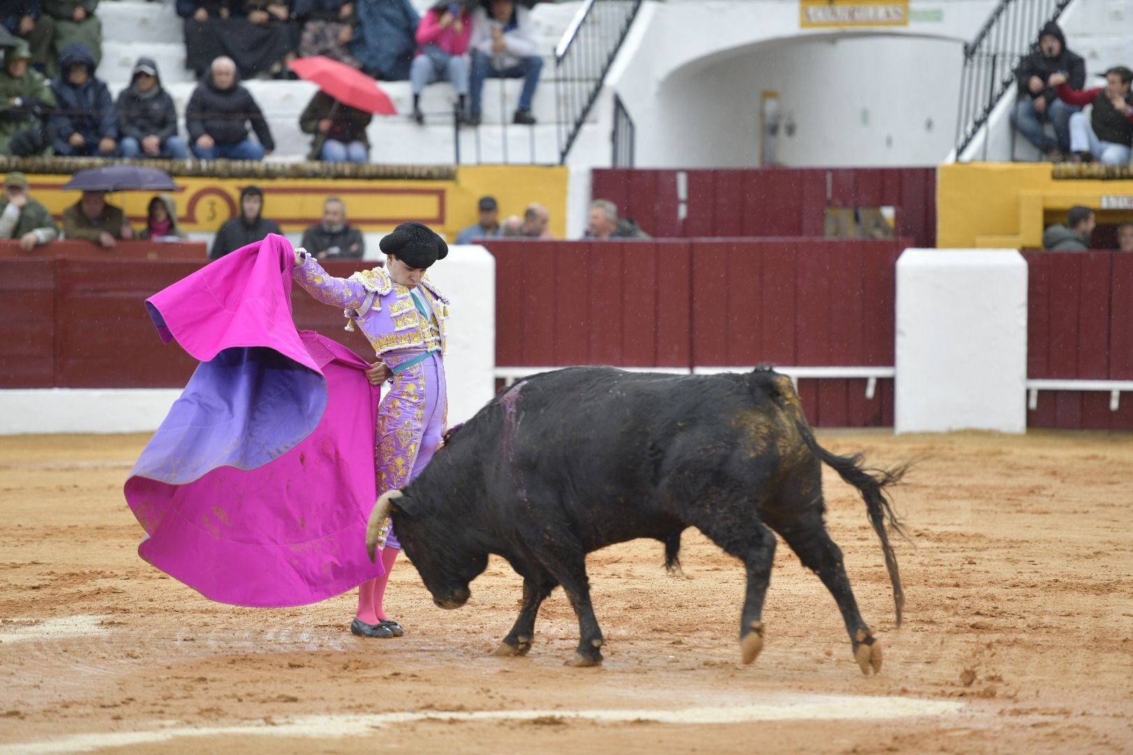 La novillada que abrió la feria de Olivenza, en imágenes