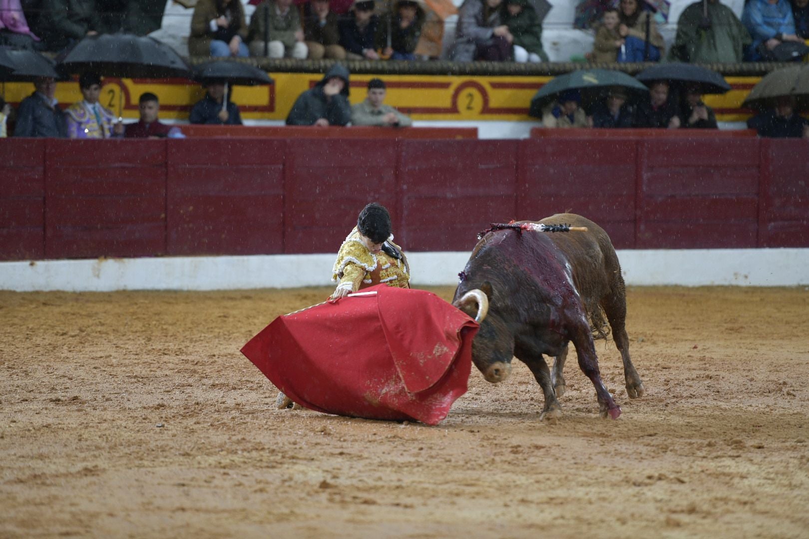 La novillada que abrió la feria de Olivenza, en imágenes