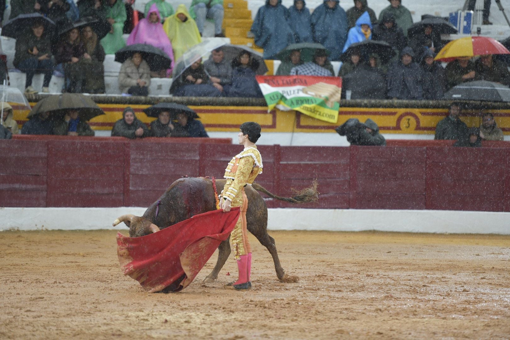 La novillada que abrió la feria de Olivenza, en imágenes