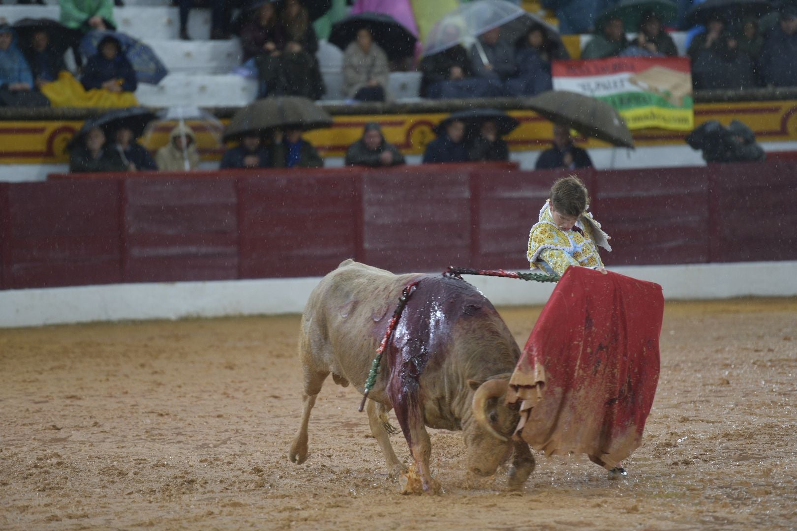 La novillada que abrió la feria de Olivenza, en imágenes