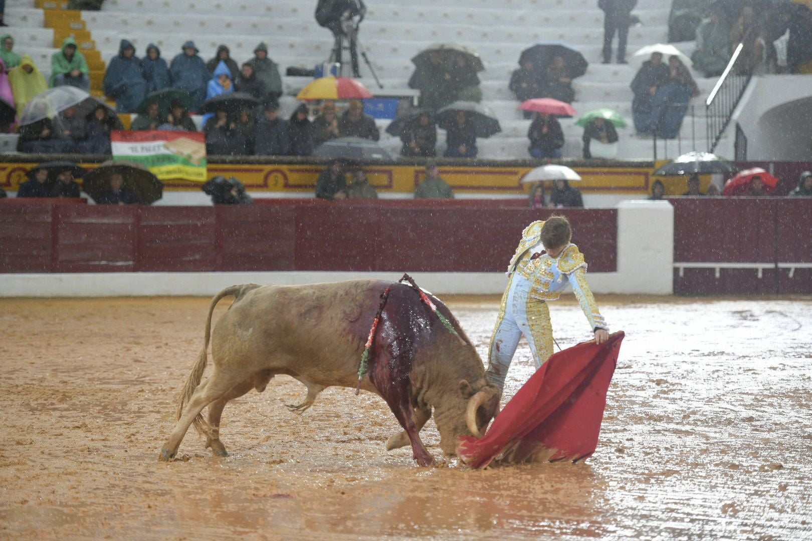 La novillada que abrió la feria de Olivenza, en imágenes