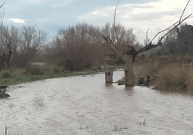 Estado del cauce, esta tarde.
