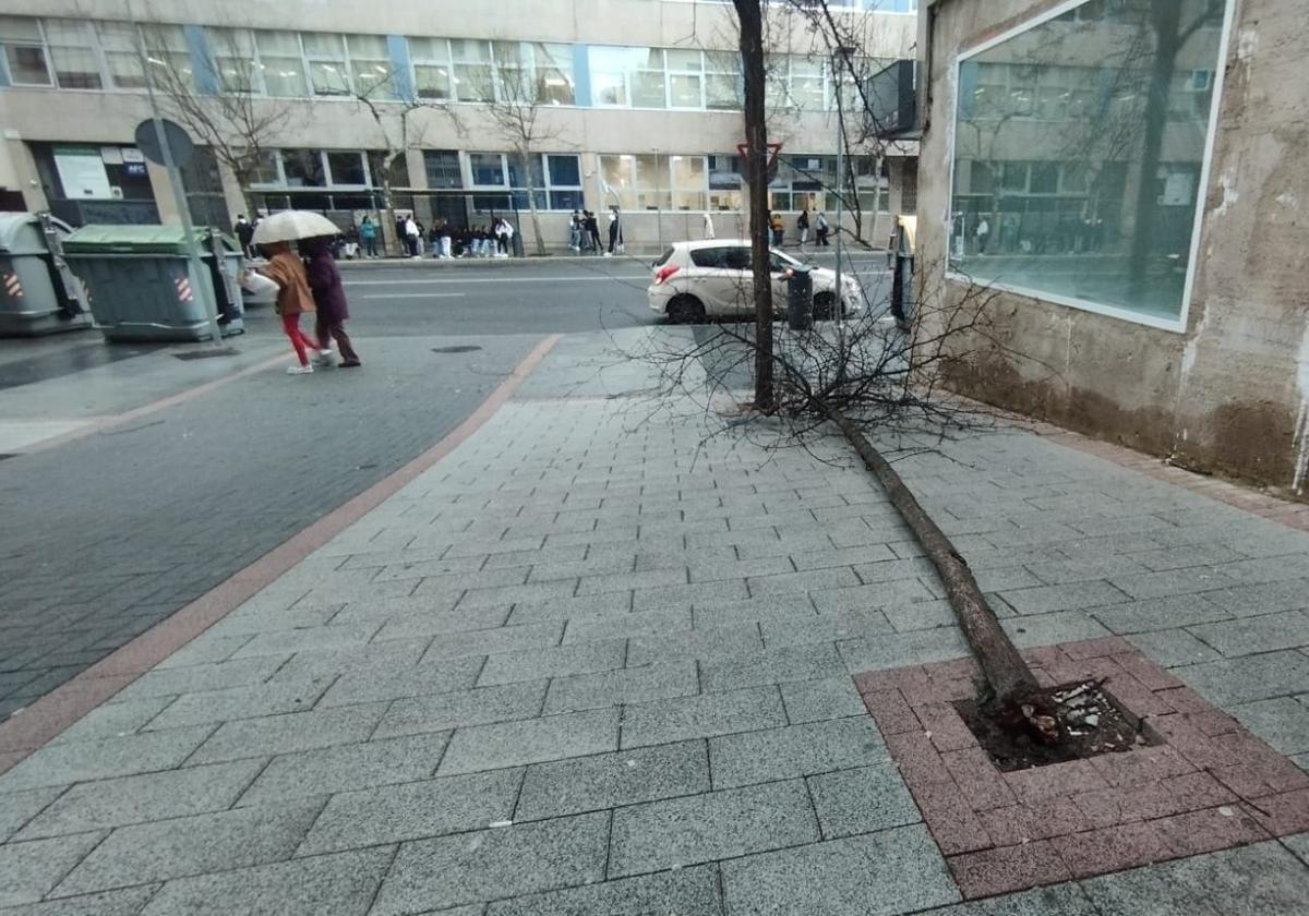 Árbol caído este viernes en la calle Obispo Ciriaco Benavente, en Cáceres.