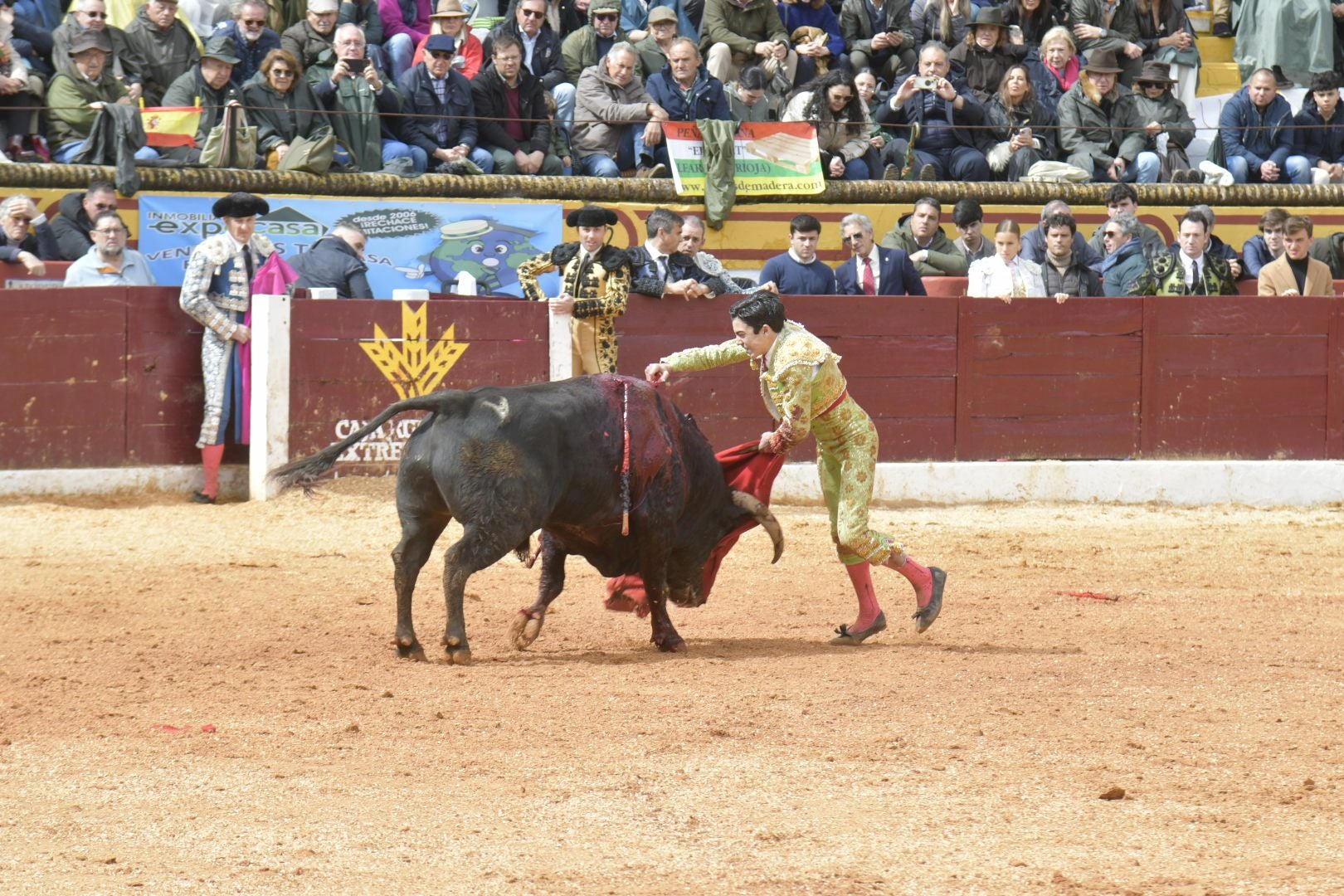 La novillada dominical de Olivenza, en imágenes