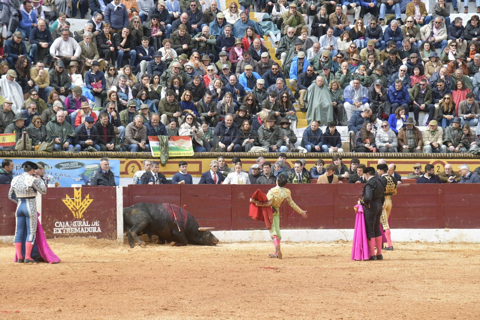 La novillada dominical de Olivenza, en imágenes