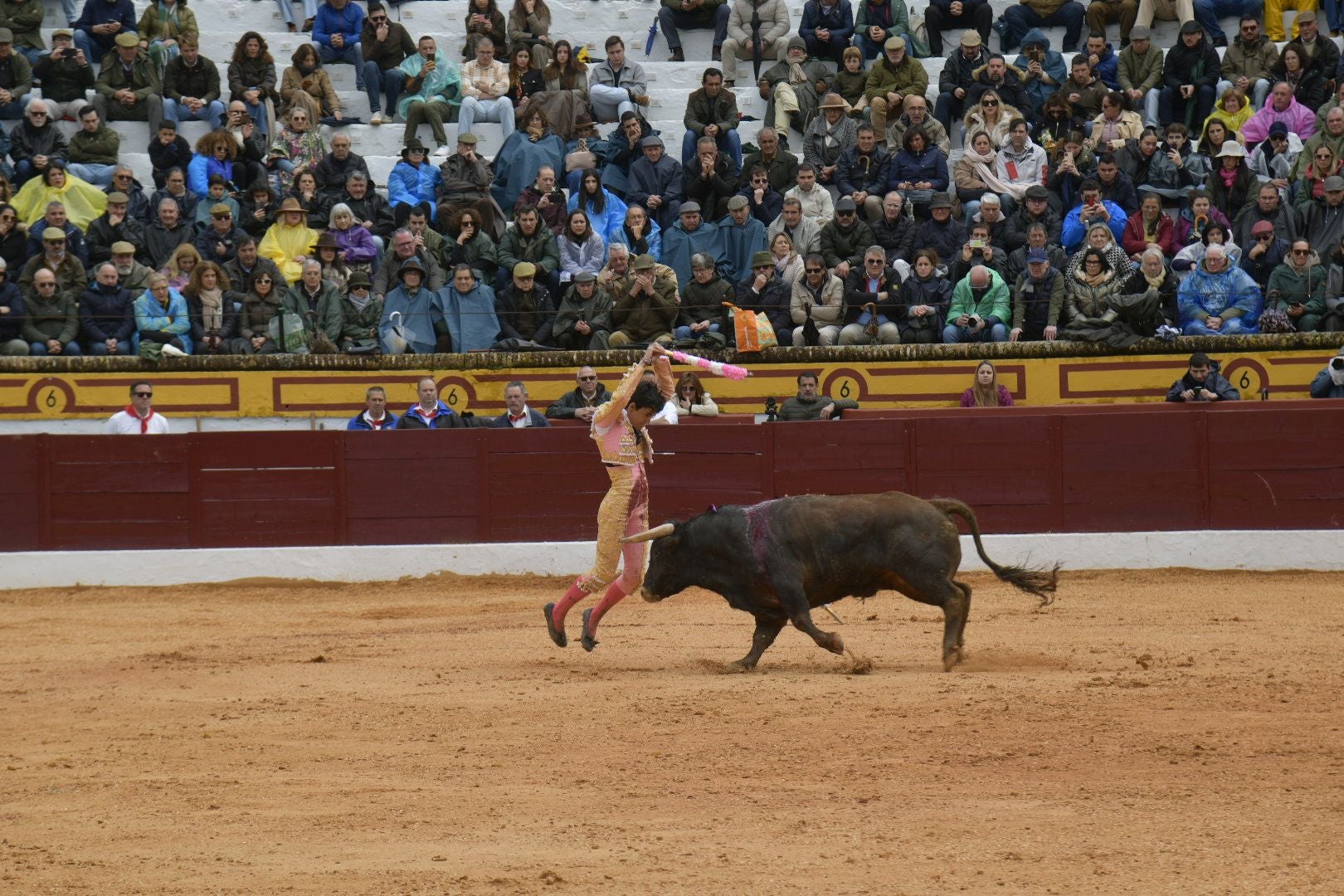 La novillada dominical de Olivenza, en imágenes