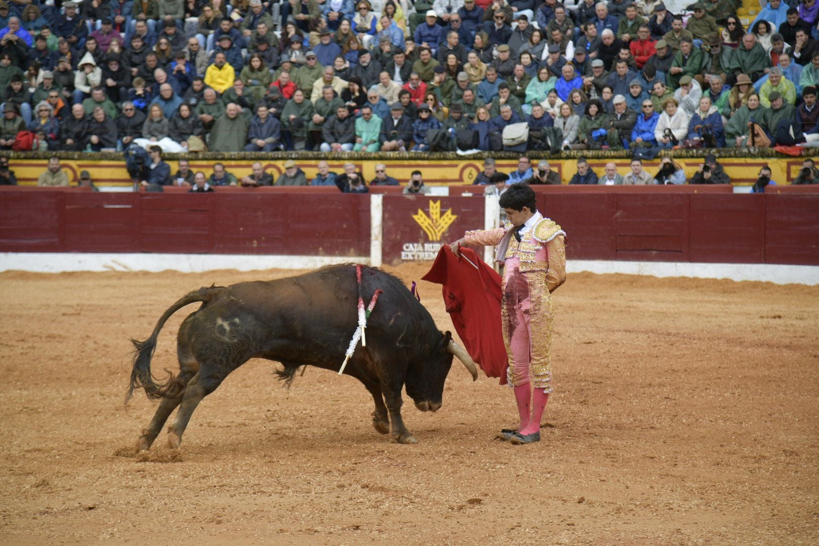 La novillada dominical de Olivenza, en imágenes