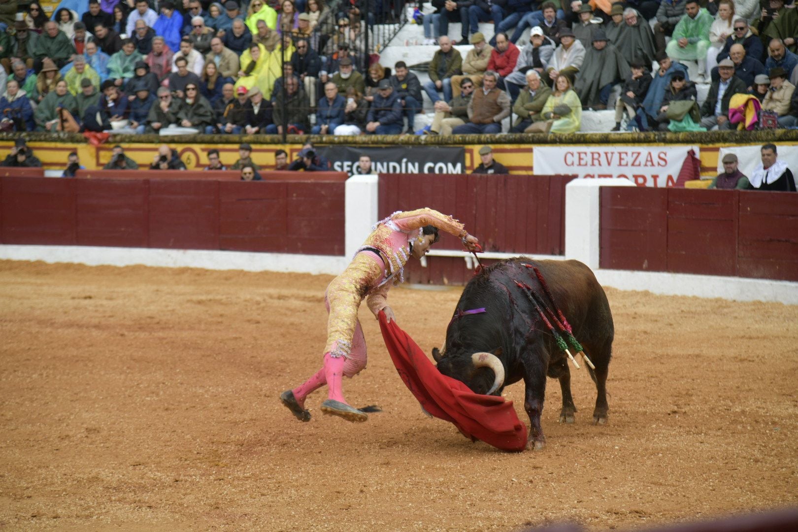 La novillada dominical de Olivenza, en imágenes