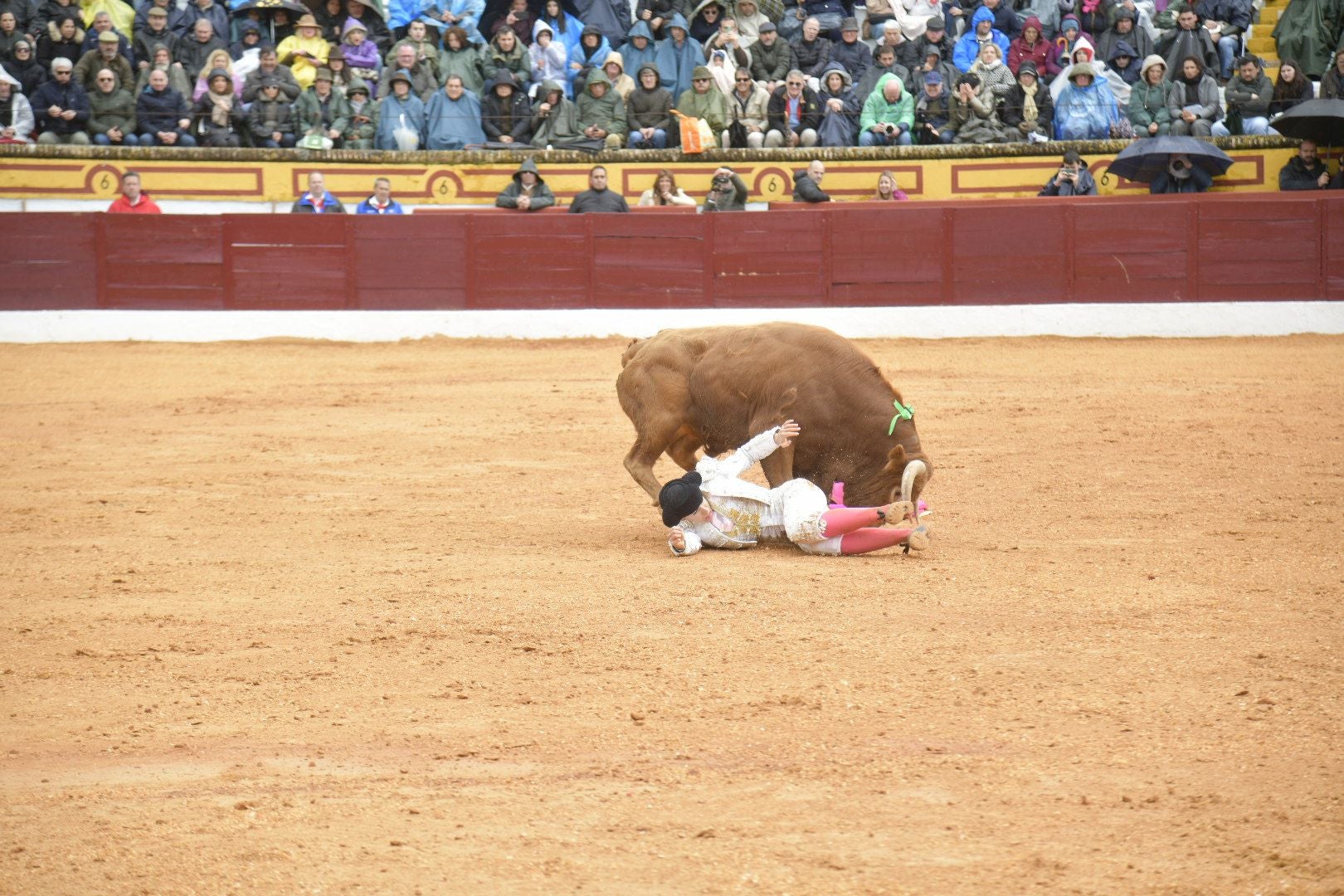 La novillada dominical de Olivenza, en imágenes