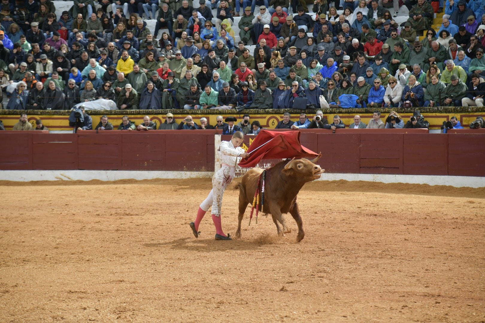 La novillada dominical de Olivenza, en imágenes