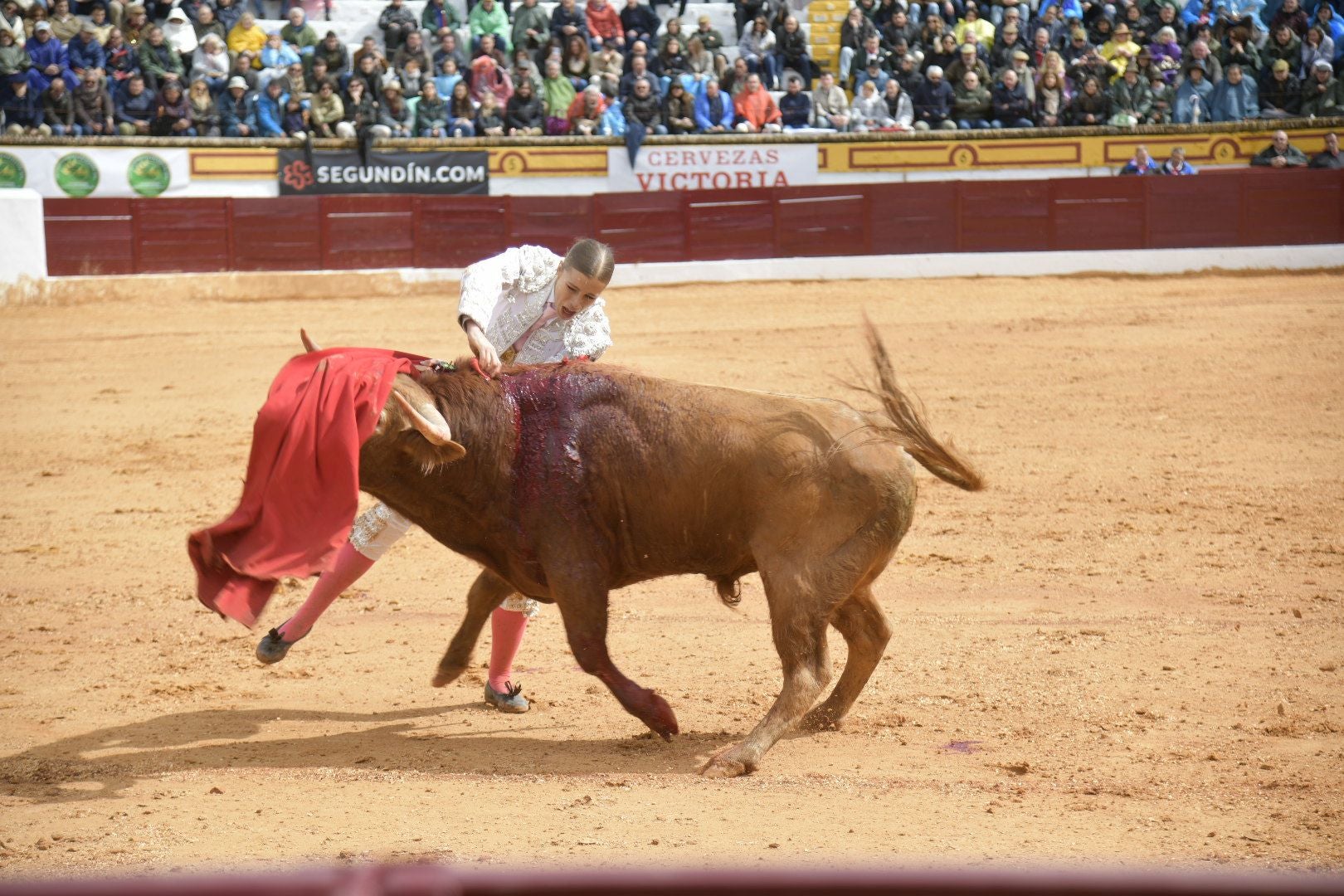 La novillada dominical de Olivenza, en imágenes