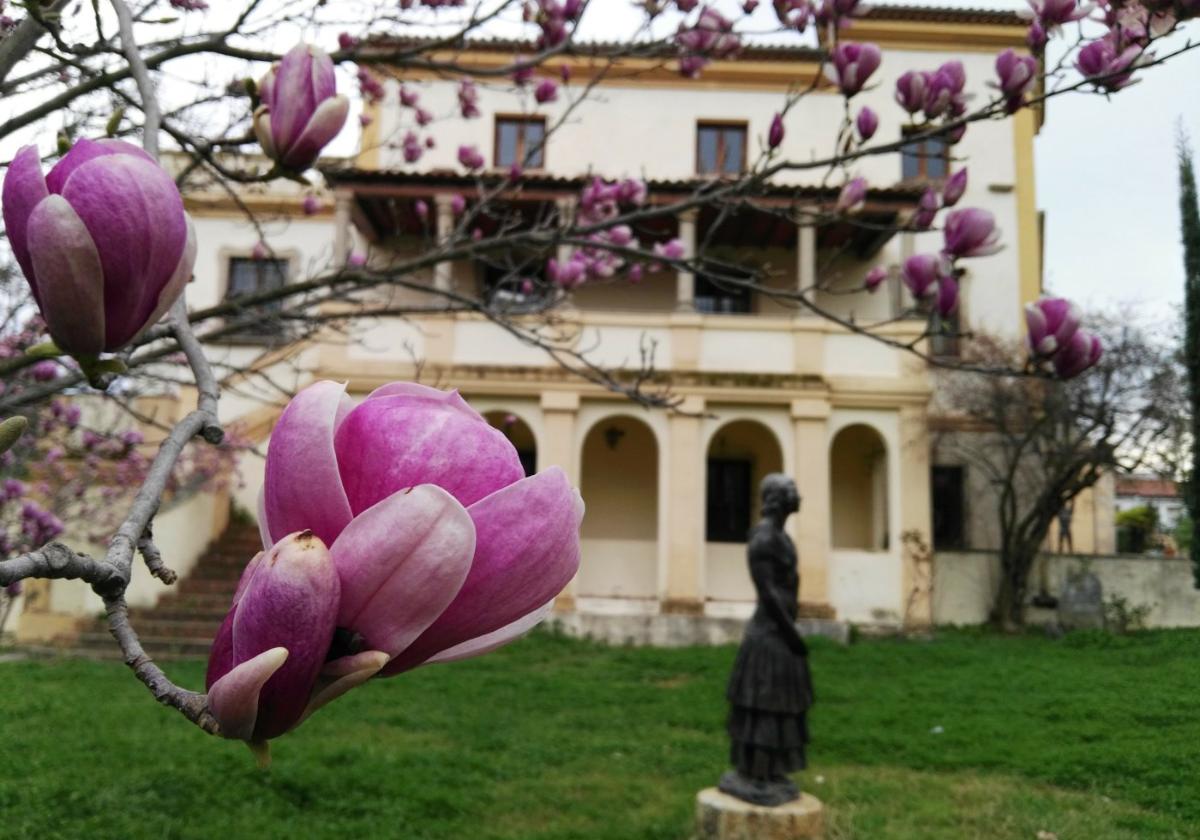 Magnolio en flor en los jardines del Museo Casa Pedrilla.