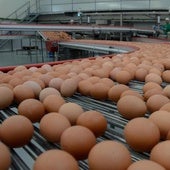 Un lote de huevos en una fábrica.