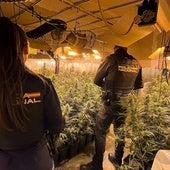 Arrestado un joven de 20 años por una plantación ilegal de marihuana en una nave de Almendralejo