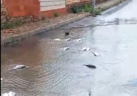 Las carpas en mitad de una calle en La Coronada.