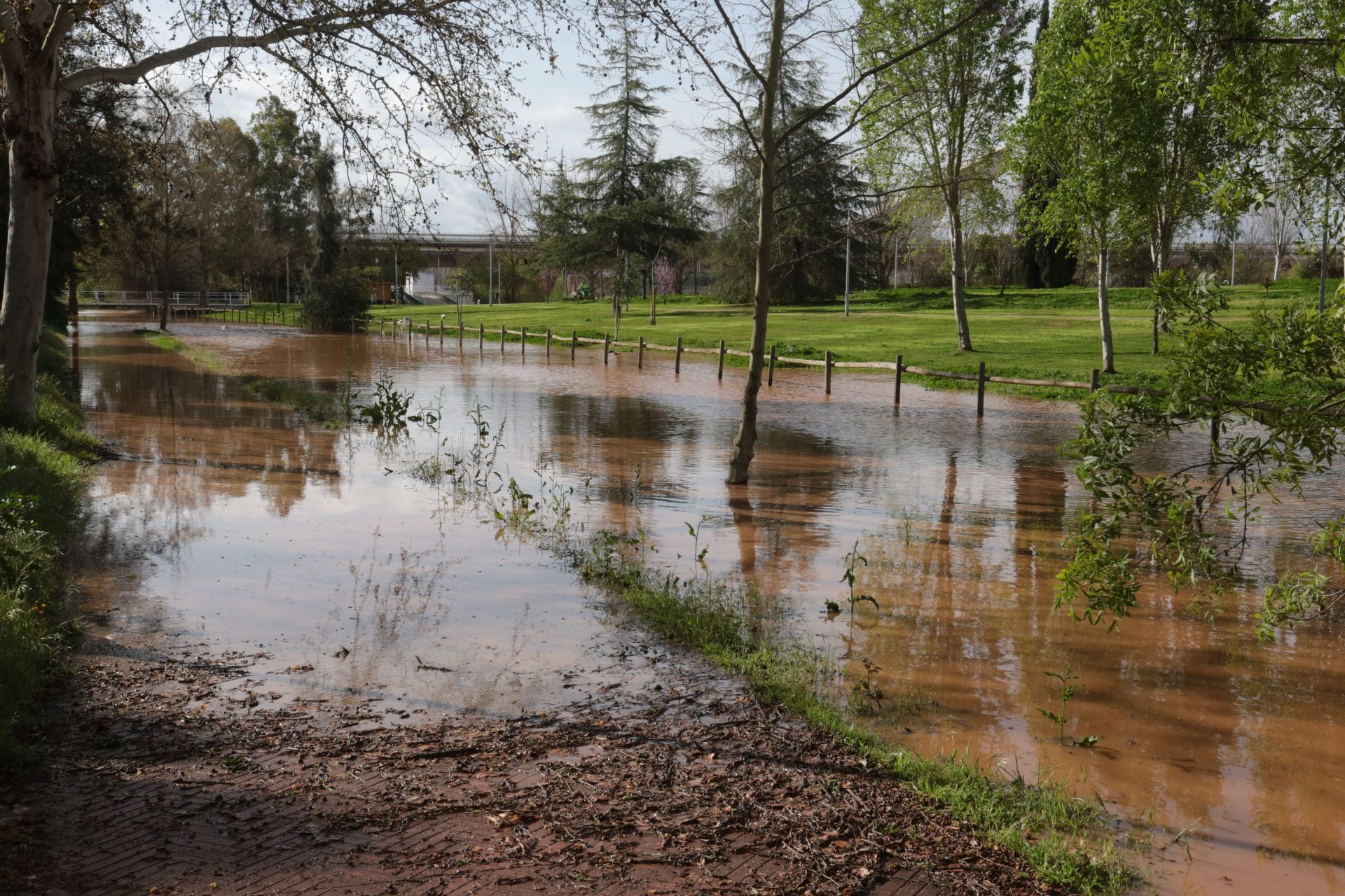 Imágenes: así va el río Guadiana a su paso por Mérida