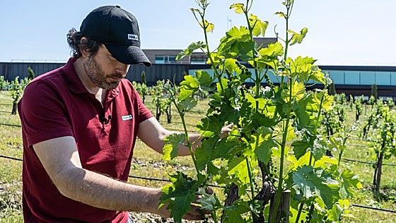 «Nosotros buscamos que los vinos tengan personalidad»